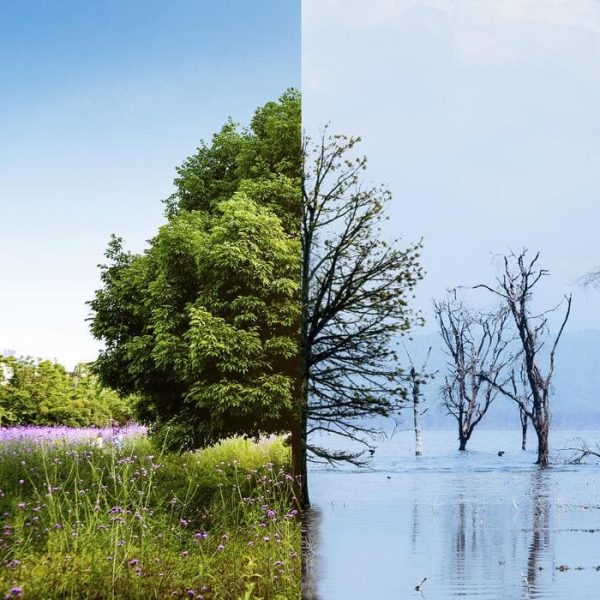 How Climate Change Endangers Wildlife Across the Globe