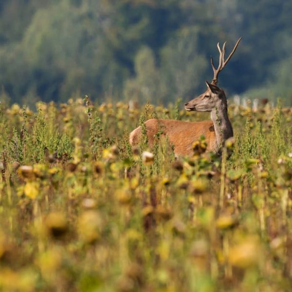 Klimawandel bedroht Tierarten auf der ganzen Welt