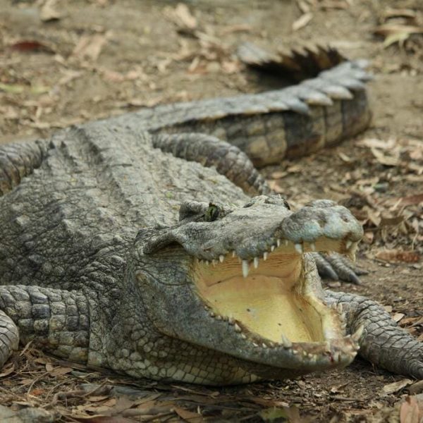 Gli Animali Selvatici di Fronte alla Crisi Climatica Globale