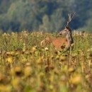 Klimawandel bedroht Tierarten auf der ganzen Welt