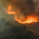 Les Animaux Sauvages Face à la Menace du Réchauffement Climatique